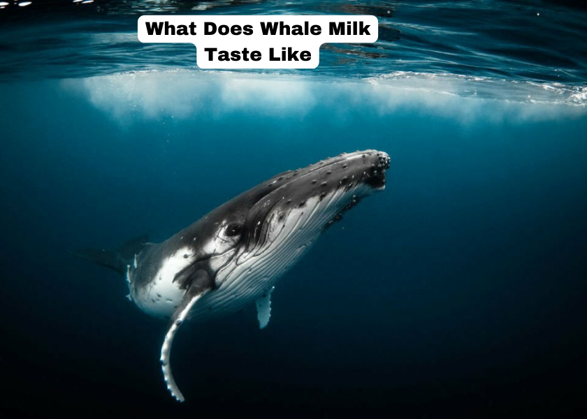 What Does Whale Milk Taste Like